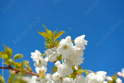white cherry blossom against blue sky