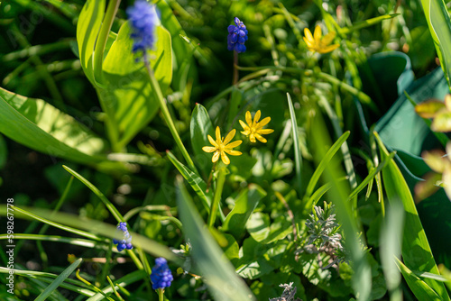 Yellow flower in the grass close up