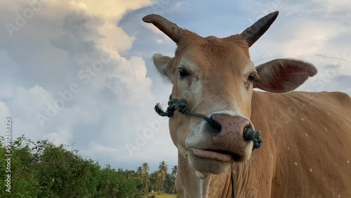 Cow Chewing Gum From Grass, Slow motion. Cow Nose and Jaw Close-up. cow in the clearing with slow motion of the mouth parts