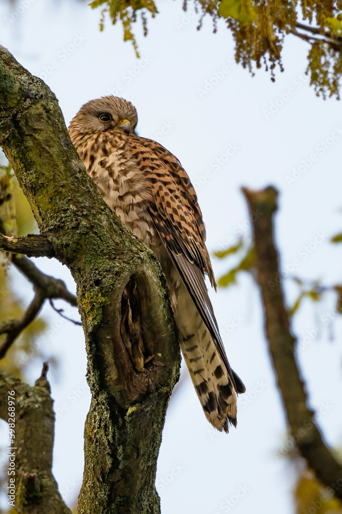 Obraz premium Wild Kestrel resting on old tree
