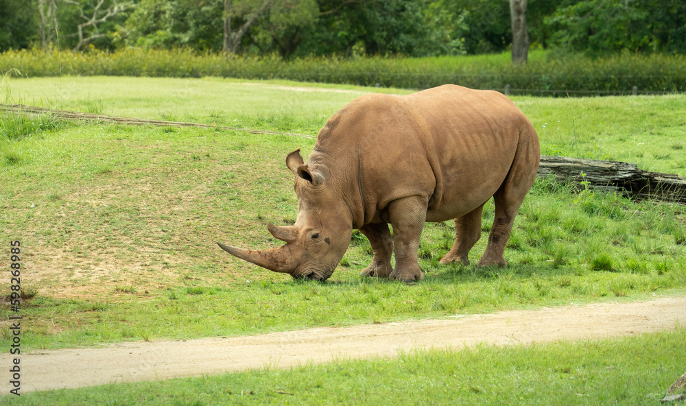 Fototapeta premium rhinoceros