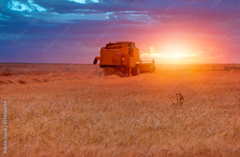 Fototapeta premium Combine harvester harvesting wheat field with amazing sunset sky
