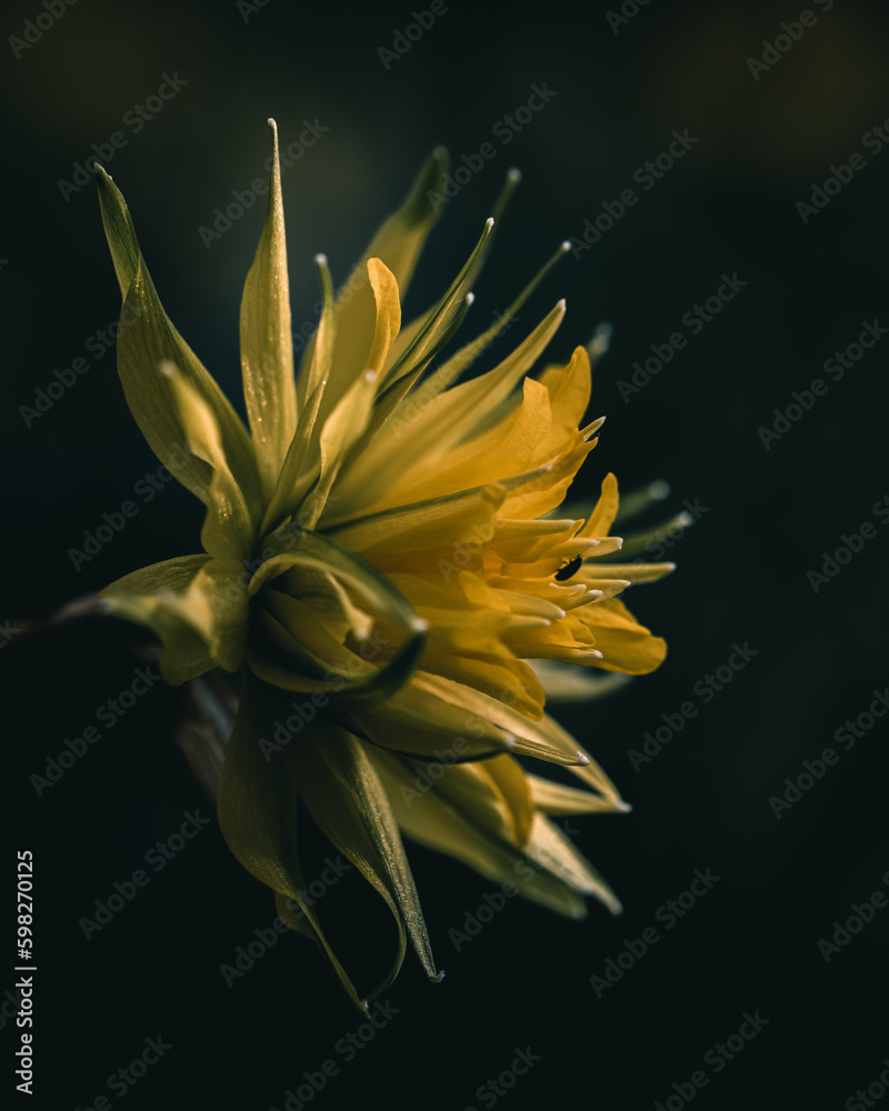 yellow flower on black background yellow flower on black background
