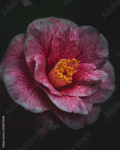 pink hibiscus flower macro