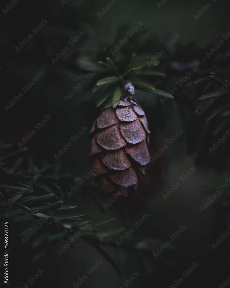 Fototapeta premium pine cones
