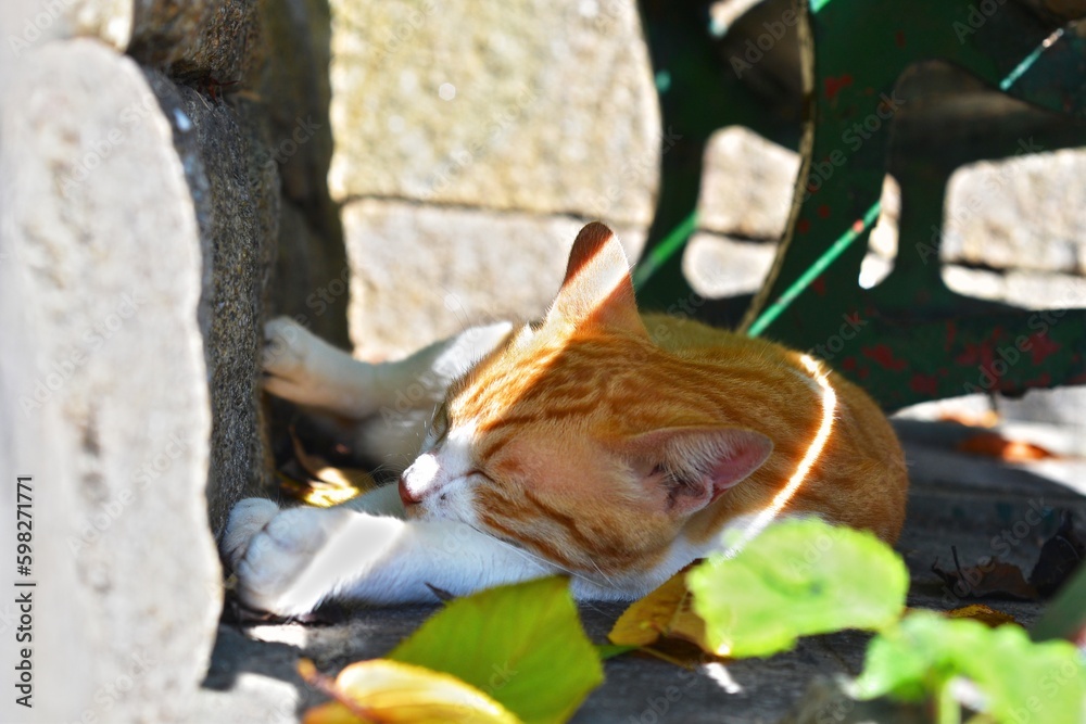 Obraz premium 離島・猫島・公園の野良猫