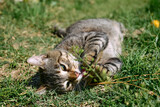 Funny tabby cat playing with captured dragonfly in green grass. Striped domestic gray cat having fun outdoors.