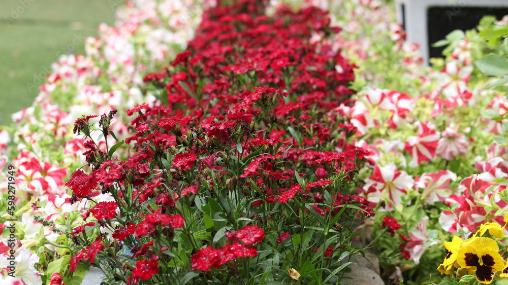 portrait  of the beautiful flowers 