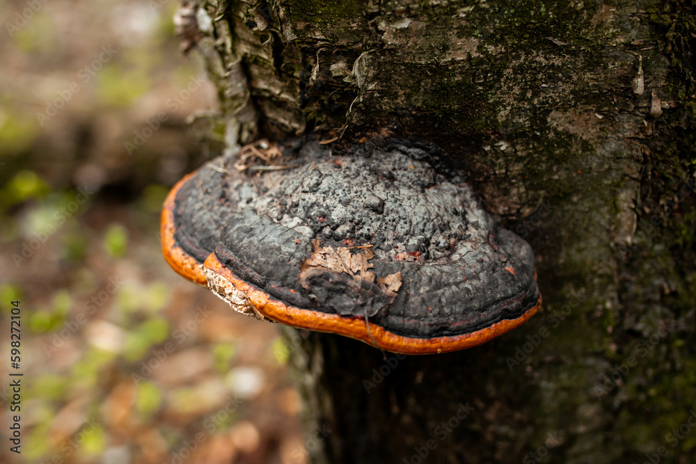 Fototapeta premium Mushroom growing on a tree close-up, selective focus