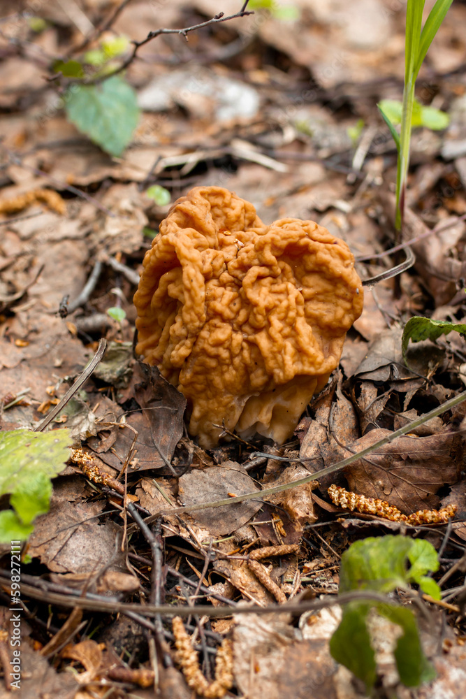 Mushroom Gyromitra close-up in the forest Mushroom Gyromitra close-up in the forest