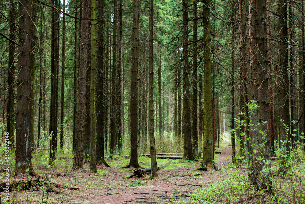 Coniferous forest landscape, selective focus Coniferous forest landscape, selective focus