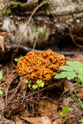 Gyromitra mushroom growing in the forest