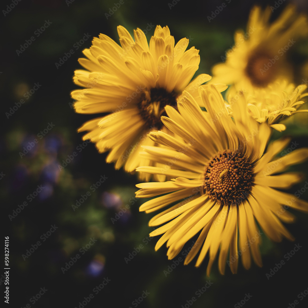 Obraz premium Yellow daisy flower