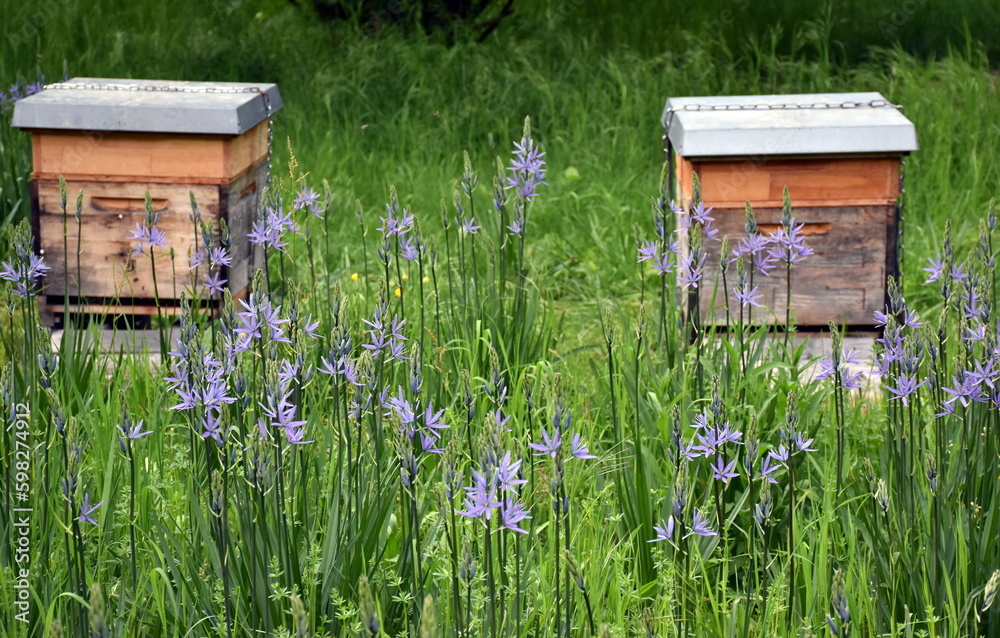 Bienenstöcke auf dem alten Friedhof in Freiburg Bienenstöcke auf dem alten Friedhof in Freiburg