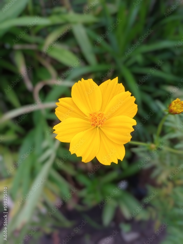 A yellow flower is in the grass and the word dandelion is visible. A yellow flower is in the grass and the word dandelion is visible.