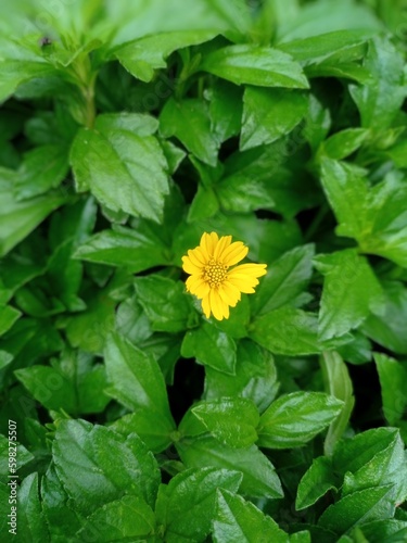 A yellow flower is surrounded by green leaves and the word dandelion is on the bottom.
