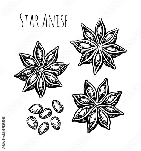 Star Anise ink sketch.