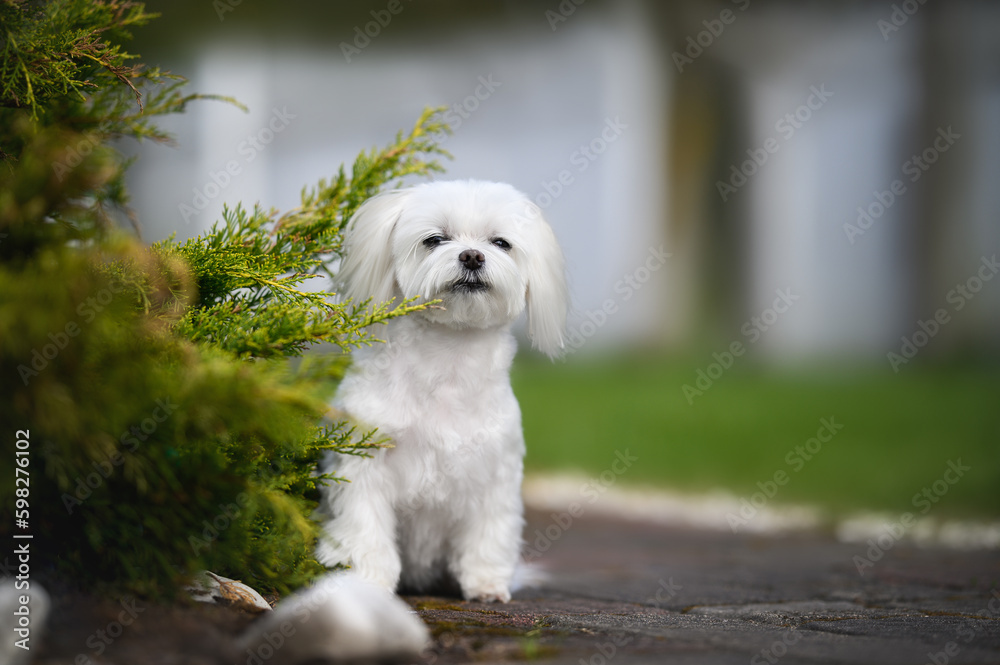 maltese dog sitting outdoors in summer maltese dog sitting outdoors in summer