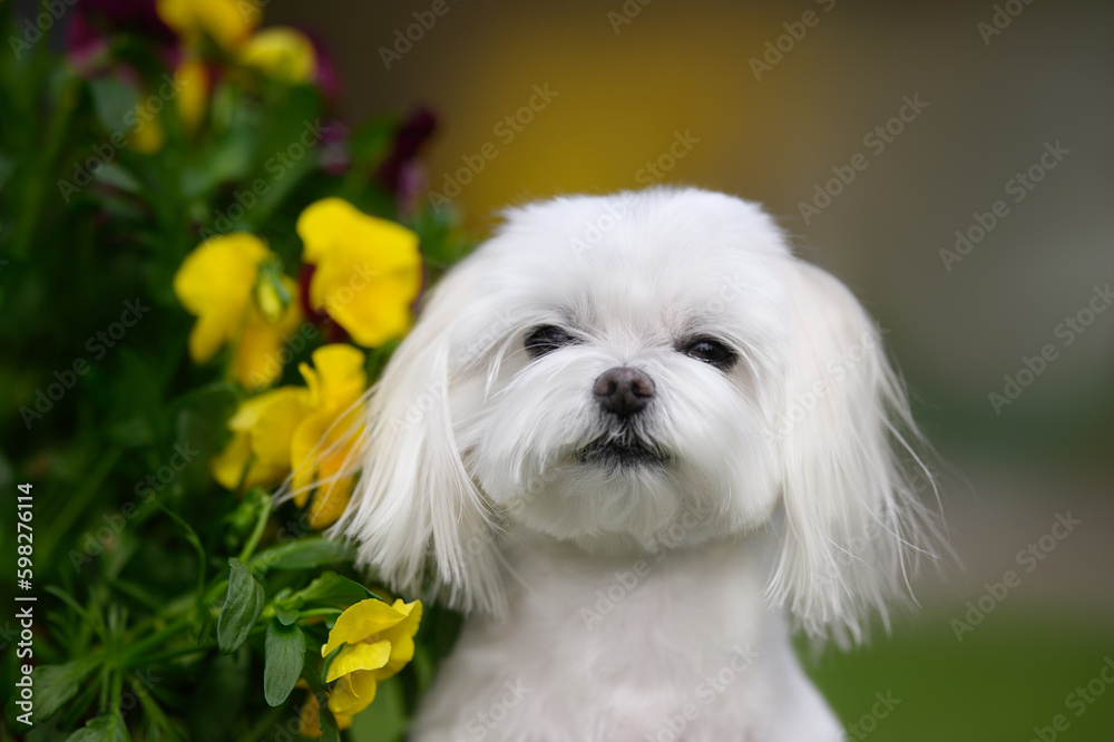 maltese dog portrait outdoors in summer with flowers maltese dog portrait outdoors in summer with flowers