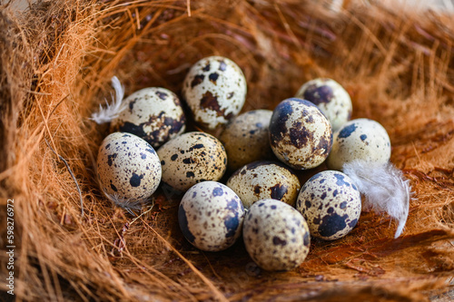 quail eggs on birds nest, fresh quail eggs and feather on wooden table background, raw eggs