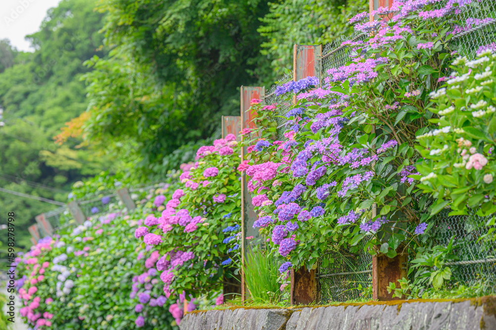 紫陽花のさく鎌倉の自然と花々