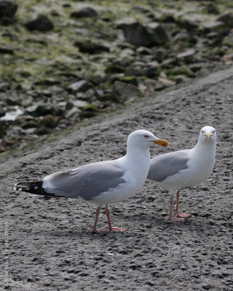 Obraz premium seagull on the beach