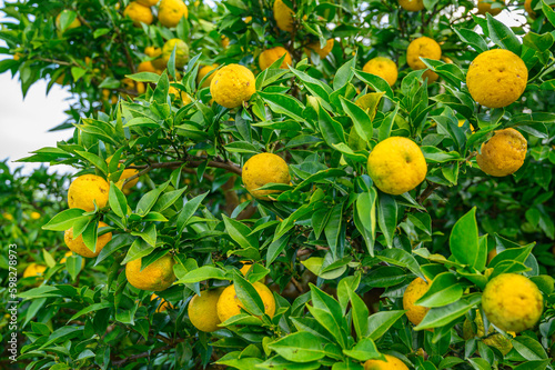 黄色の果実がいっぱい実ったゆずの木、ゆず畑、鹿児島、日本	