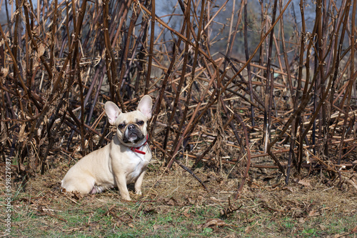 French bulldog dog sits on fallen leaves against the background of tall dry grass while walking in cool autumn weather. Sunny weather and a lot of fallen leaves under the dog's paws. photo