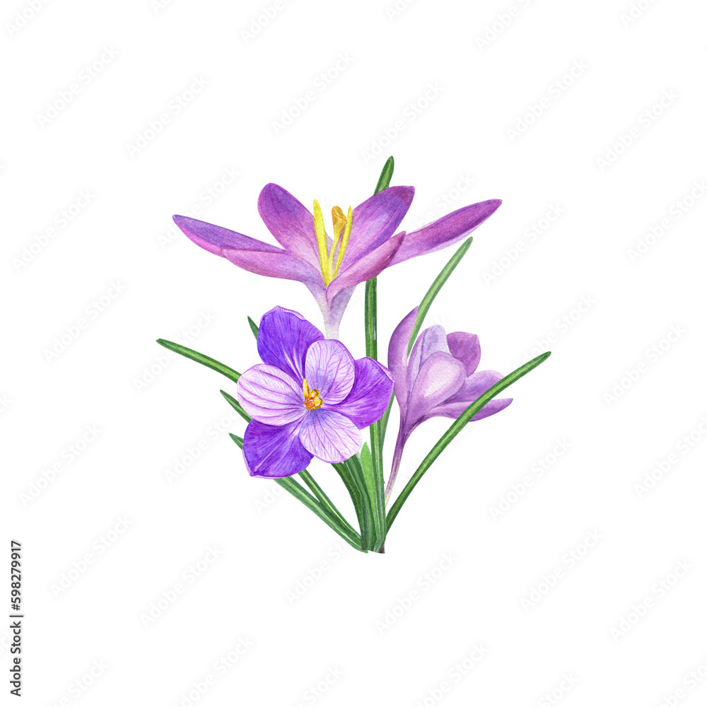 Watercolor bouquet of crocuses isolated on a white background. Beautiful illustration for the design of postcards, greetings, patterns, for Save the Date, Valentines day, birthday, wedding cards