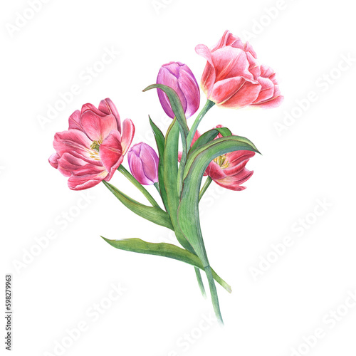 Watercolor bouquet of pink tulips isolated on transparent background. Beautiful illustration for the design of postcard, greetings, patterns, for Save the Date, Valentines day, birthday, wedding cards