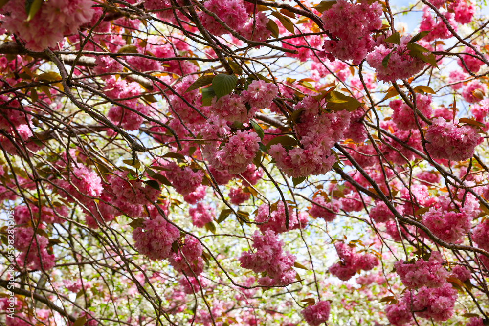 Shallow focus on pink cherry blossoms with background branches and blooms out of focus. Pretty flowers blooming during Spring Sakura season in Herbert Park, Dublin, Ireland Shallow focus on pink cherry blossoms with background branches and blooms out of focus. Pretty flowers blooming during Spring Sakura season in Herbert Park, Dublin, Ireland