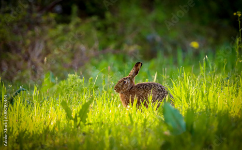 small rabbit in green grass © Thomas