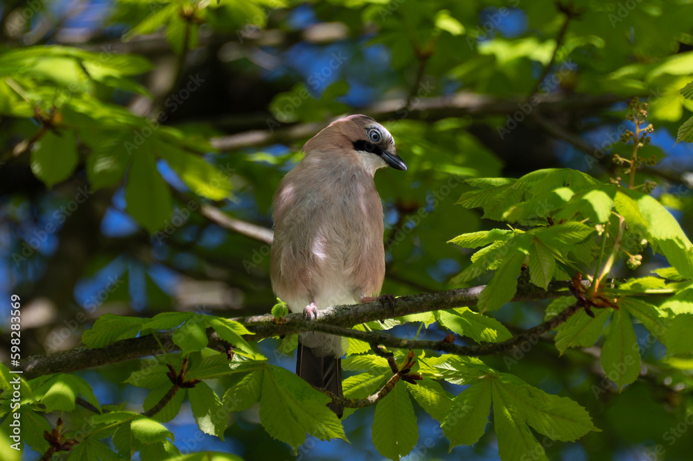 A jay on the branch A jay on the branch