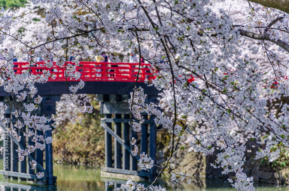 Obraz premium 弘前公園の桜、満開