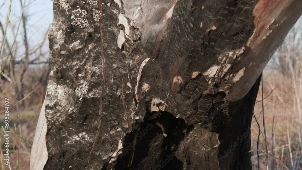 The texture of a tree trunk after a fire in a wood. Close-up. Generative AI The texture of a tree trunk after a fire in a wood. Close-up. Generative AI