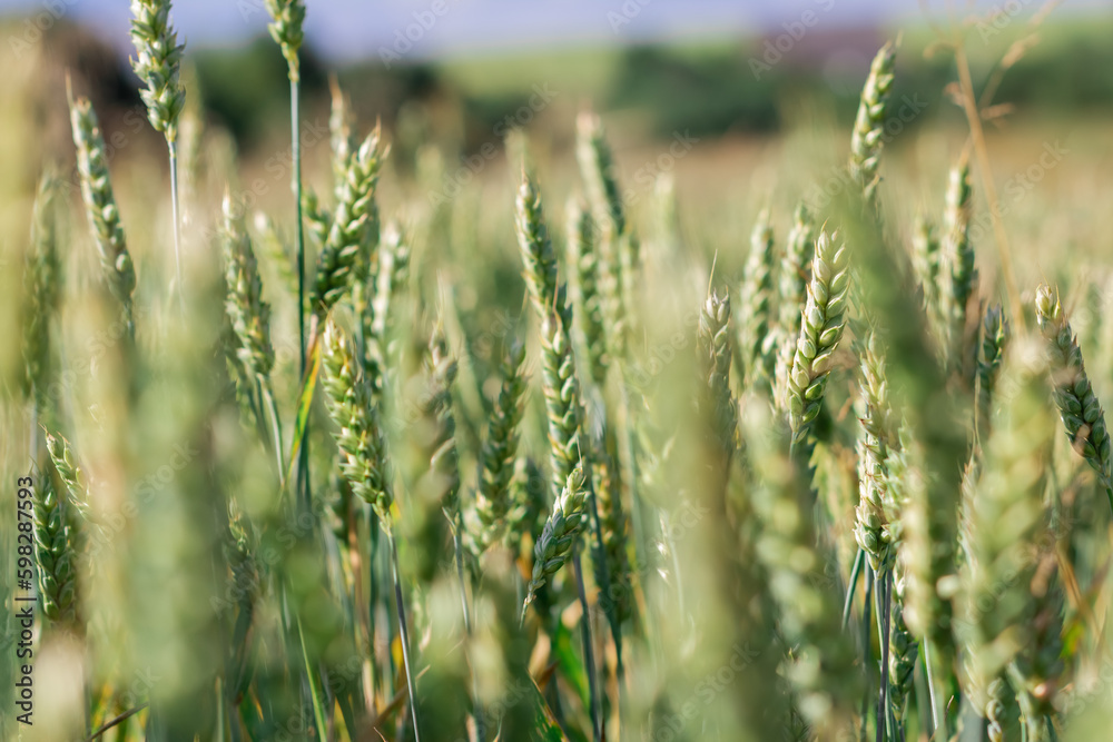Wheat field image. View on fresh ears of young green wheat and on nature in spring summer field