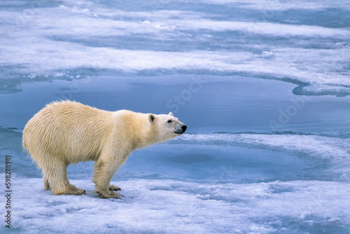 Fotomurale Polar bear on the sea ice in Arctic
