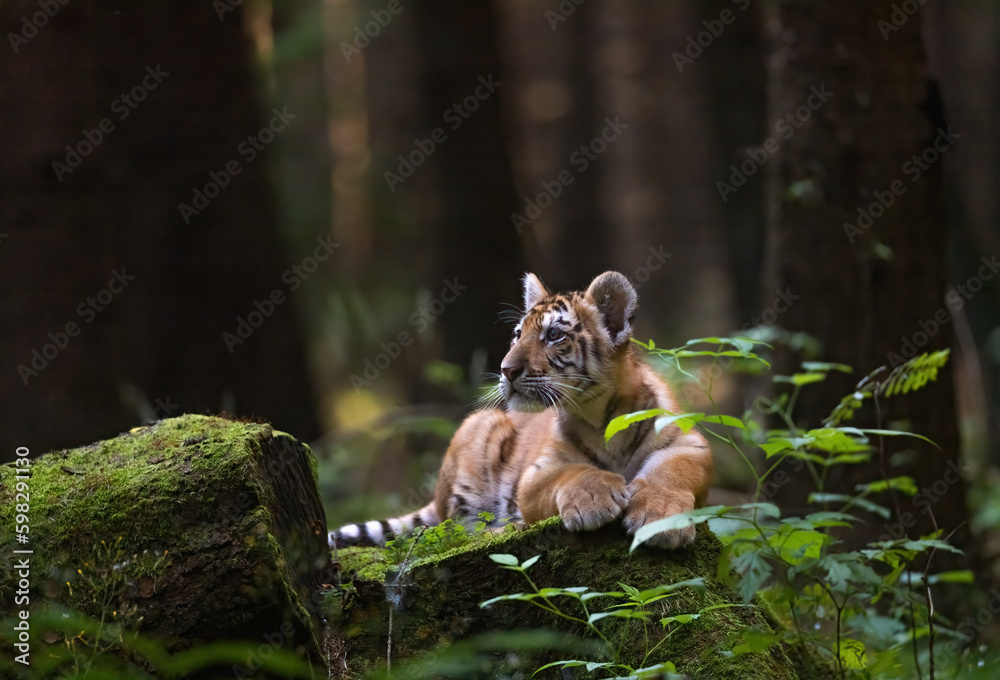 Bengal tiger cub is resting on a tree trunk looking towards a stone where an item can be placed. Bengal tiger cub is resting on a tree trunk looking towards a stone where an item can be placed.