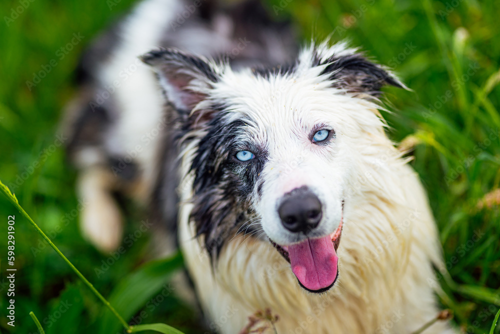 head portrait of a border collie (blue merle) with blue eyes lying in the field with its mouth open. Walking dog. animals and pets.