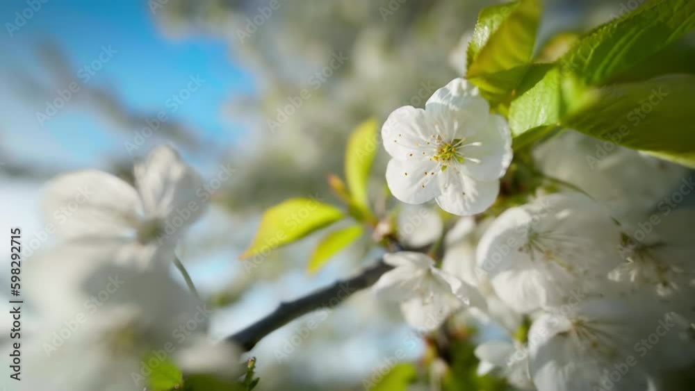 White blossoms on a branch in sunlight moving with the gentle breeze, with clear blue sky in the background
White blossoms on a branch in sunlight moving with the gentle breeze, with clear blue sky in the background