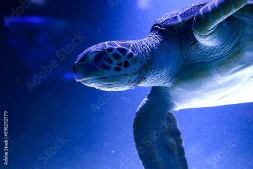 Large marine, oceanic turtle in an illuminated aquarium