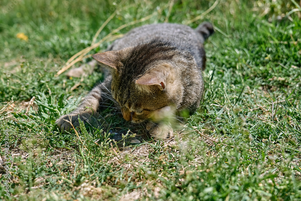 Funny tabby cat playing with captured dragonfly in green grass. Striped domestic gray cat having fun outdoors. Funny tabby cat playing with captured dragonfly in green grass. Striped domestic gray cat having fun outdoors.