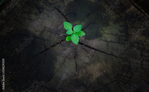 Sometimes life gives you a chance to start again. Embrace the opportunity,  and let go of what holds you back. Take a leap of faith, pursue your dreams, Young plants try to regenerate on dead stumps.
