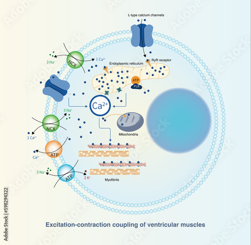 In the second phase of ventricular action potential, calcium ions enter the cells, triggering the sarcoplasmic reticulum to release more calcium ions, and the myocardial cells contract. photo