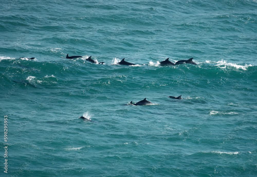 Fototapeta premium A pod of bottlenose Burrunan dolphins, Port Phillip Heads Marine National Park, Point Nepean, Port Sea, Mornington Peninsula, Victoria, Australia