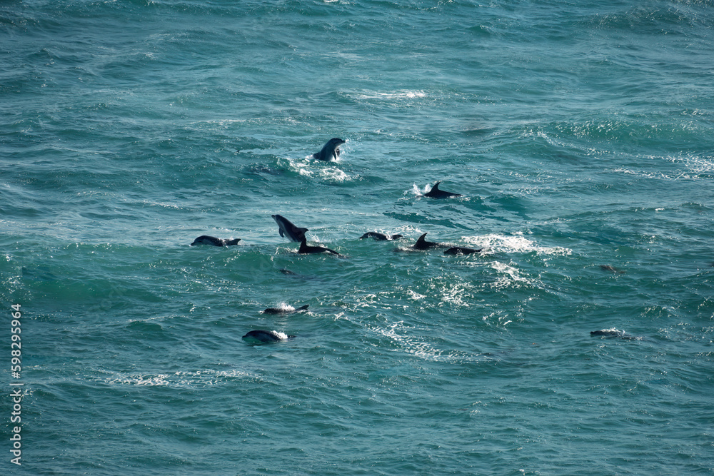 Fototapeta premium A pod of bottlenose Burrunan dolphins, Port Phillip Heads Marine National Park, Point Nepean, Port Sea, Mornington Peninsula, Victoria, Australia