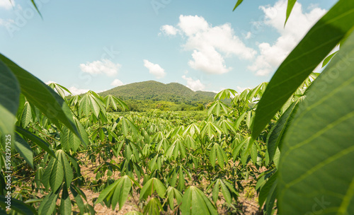 row of cassava tree in field. Growing cassava, young shoots growing. The cassava is the tropical food plant,it is a cash crop in Thailand. This is the landscape of cassava plantation in the Thailand. © Puttachat