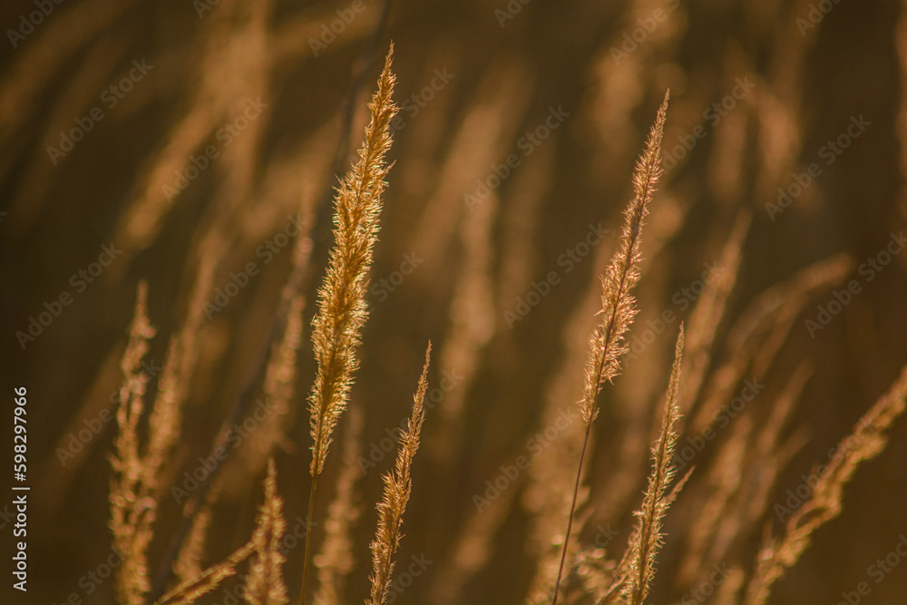 Fototapeta premium Ears of wheat at early dawn close-up, during golden hour