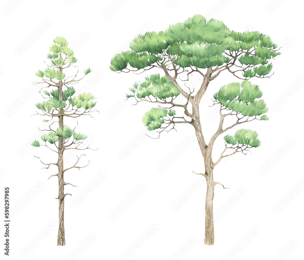 Obraz premium Set of beautiful pine trees, watercolor isolated illustration, wildlife symbol, environment and ecology.