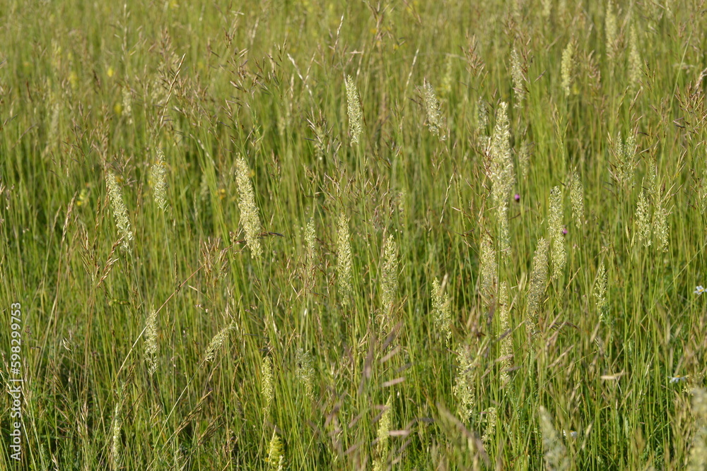 Echte Wiesenhafer, Helictochloa pratensis L. Echte Wiesenhafer, Helictochloa pratensis L.